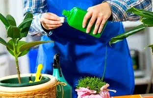 بهترین زمان کوددهی به گیاهان آپارتمانی + کوددهی به گیاهان آپارتمانی در زمستان