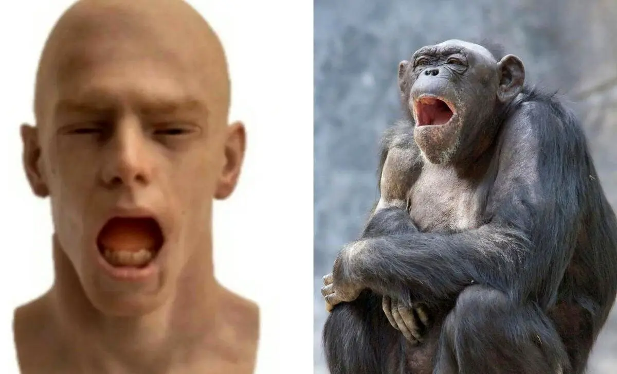 
خمیازه چطور به وجود آمد؛ شامپانزه‌ها با دیدن خمیازه ربات انسان‌نما خمیازه می‌کشند!
