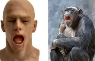 
خمیازه چطور به وجود آمد؛ شامپانزه‌ها با دیدن خمیازه ربات انسان‌نما خمیازه می‌کشند!
