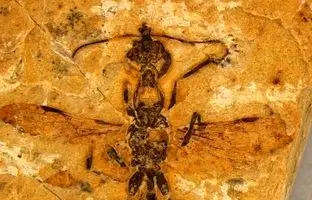 فسیل اسرارآمیز مورچه‌ای که ۱۱۳ میلیون سال پیش هم‌زمان با دایناسورها زندگی می‌کرد!