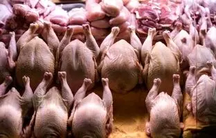 قیمت گوشت مرغ، امروز ۱۷ شهریور ۱۴۰۳