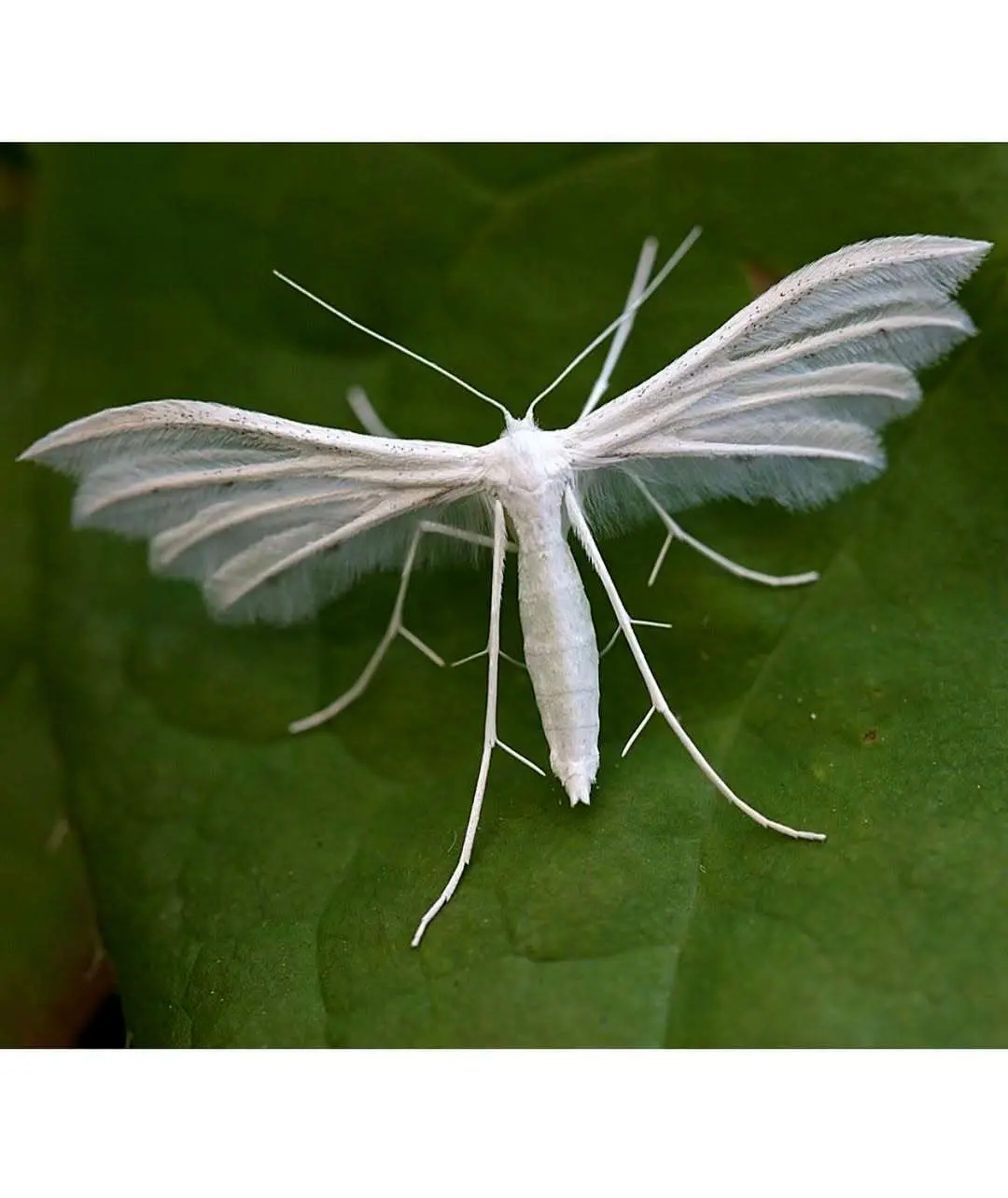 حشره ای که زیستگاه مشترک در رشت و اروپا دارد! + عکس