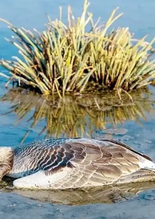 نهاد‎های دولتی در سکوت؛ شیوع آنفلوانزای پرندگان در ایران