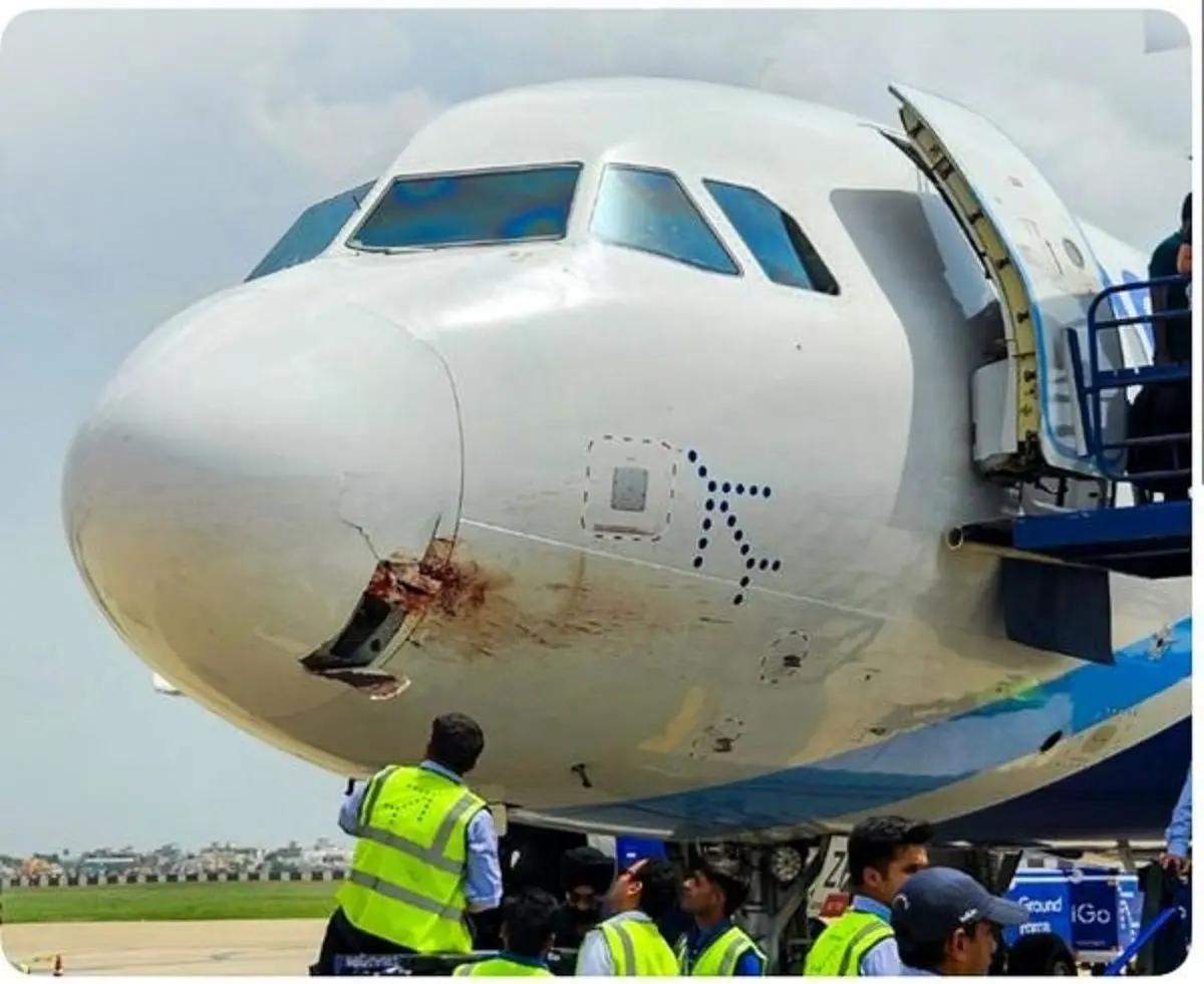 فرود اضطراری هواپیمای IndiGo پس از برخورد با کرکس 