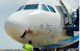 فرود اضطراری هواپیمای IndiGo پس از برخورد با کرکس 