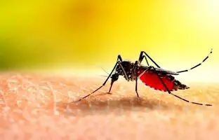 عامل مهم ابتلا به تب دنگی در جهان