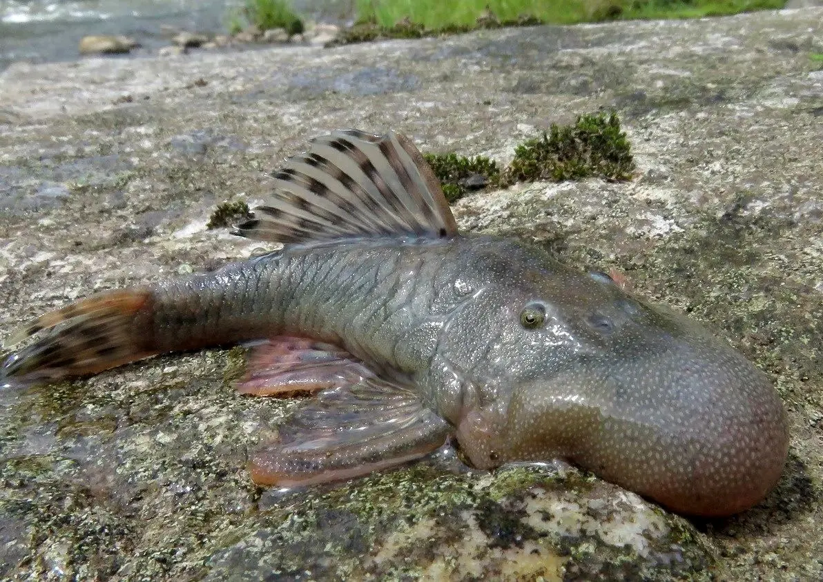 ۵ موجود عجیبی که به تازگی کشف شده‌اند! 