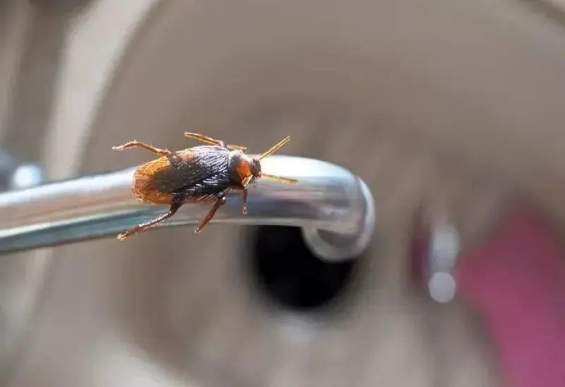 راهکار دفع سوسک از هر مکانی با این بو!