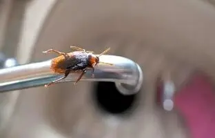 راهکار دفع سوسک از هر مکانی با این بو!