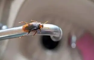 راهکار دفع سوسک از هر مکانی با این بو!