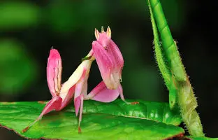 حشره ای که برای پنهان شدن تبدیل به گل می‌شود! + ویدئو