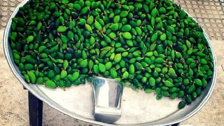 خطر مسمومیت با نوبرانه‌ بهار؛ مراقب مصرف این نوع چغاله‌ها باشید