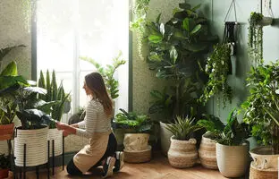 راهنمای کامل تمیز کردن برگ‌های انواع گیاهان آپارتمانی