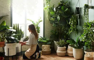 راهنمای کامل تمیز کردن برگ‌های انواع گیاهان آپارتمانی