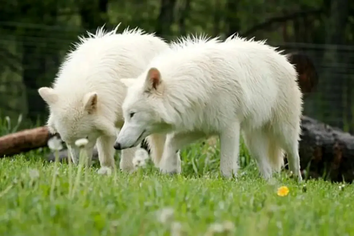 گرگ‌های عظیم‌الجثه منقرض‌شده پس از بازگشت به حیات دو برابر بزرگ‌تر شدند! + ویدئو