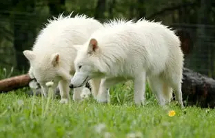 گرگ‌های عظیم‌الجثه منقرض‌شده پس از بازگشت به حیات دو برابر بزرگ‌تر شدند! + ویدئو