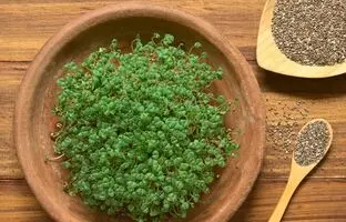 آموزش کاشت سبزه دانه چیا برای عید