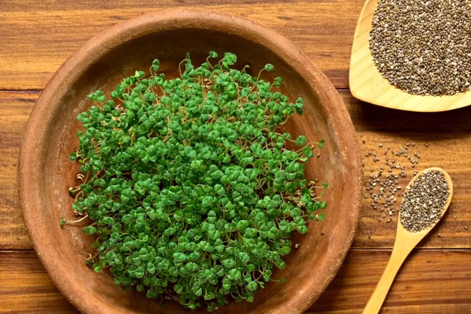 آموزش کاشت سبزه دانه چیا برای عید