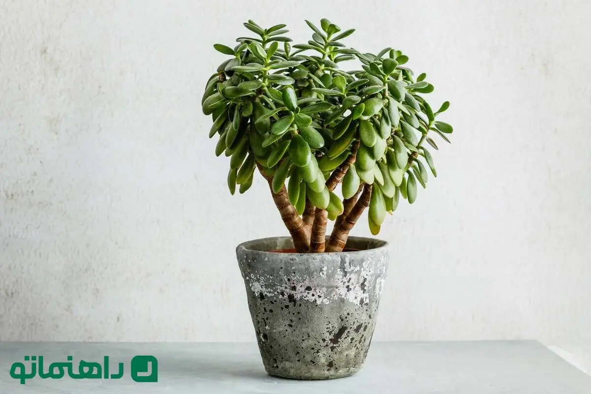 صدای گیاه آپارتمانی در زمستان؛ نکات زمستانی برای مراقبت از گیاه یشم