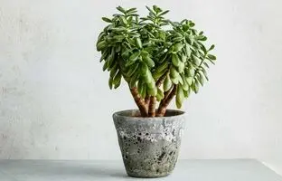 صدای گیاه آپارتمانی در زمستان؛ نکات زمستانی برای مراقبت از گیاه یشم