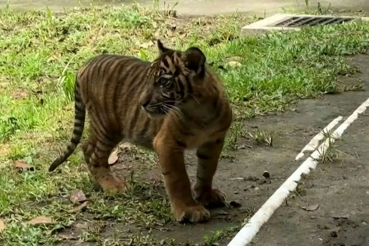  تولد نادر توله‌ ببر سوماترایی؛ امیدی تازه برای نجات گونه‌ای در آستانه انقراض + ویدئو