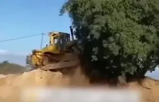 درخت بلوط ۷۰۰ ساله‌ی استان فارس را به خاطر راهسازی قطع کردند! + ویدئو