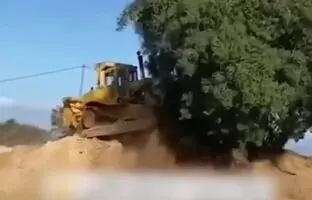 درخت بلوط ۷۰۰ ساله‌ی استان فارس را به خاطر راهسازی قطع کردند! + ویدئو