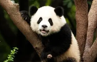 
۱۹۰ دلار جایزه برای انتخاب اسم پاندا‌های دوقلو
