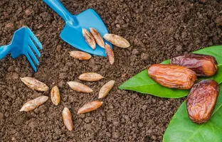 نحوه کاشت درخت خرما در گلدان + ویدئو