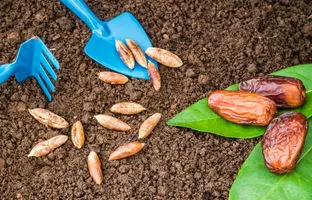 نحوه کاشت درخت خرما در گلدان + ویدئو