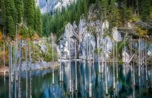 دریاچه‌ای عجیب با درختان برعکس و زنده! +ویدئو