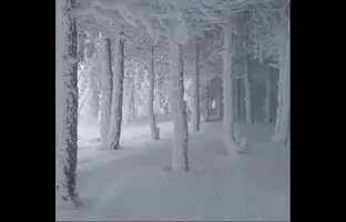 جنگل یخ‌زده فندقلو اردبیل + ویدئو