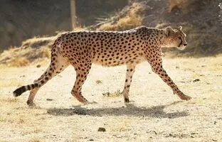 مشاهده یک قلاده یوزپلنگ در خوش ییلاق شاهرود + ویدئو