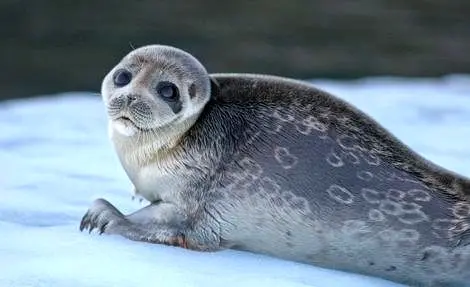 فُک خزری؛ فُکی با درازترین سبیل دنیا ساکن آشوراده که هلندی‌ها برای نجاتش آمده‌اند + عکس