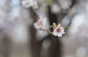 راهنمای سفر؛ «سامان» سرزمین شکوفه‌های بهاری + تصاویر
