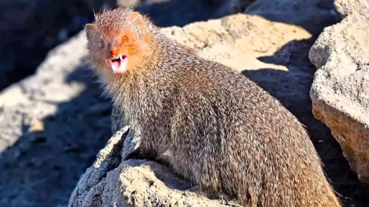 مشاهده نخستین گونه خدنگ بزرگ در تالاب نقده