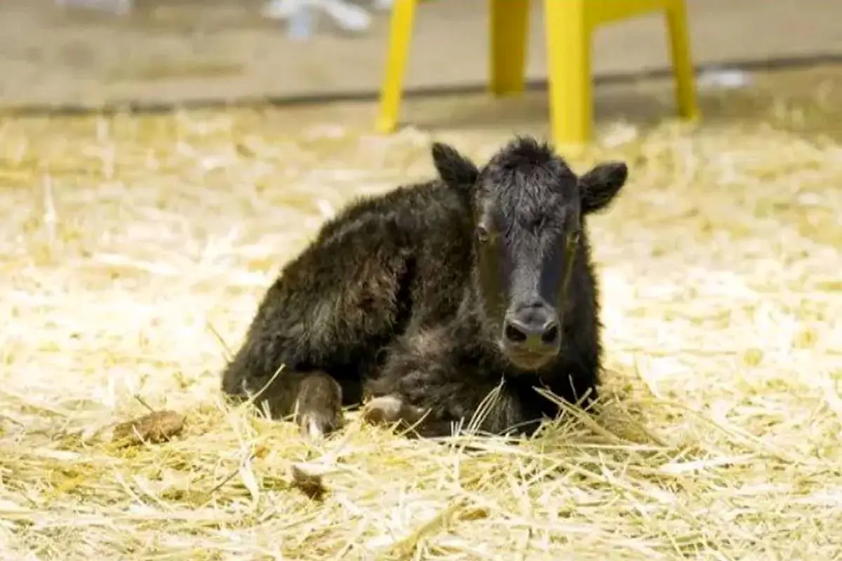  تولد اولین گاومیش شبیه‌سازی‌ شده جهان در تبت 