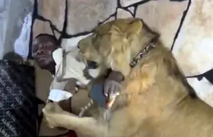  شوخی وحشتناک کارفرما در طرابلس؛ مزرعه‌دار، شیر را به‌سوی کارگران رها کرد!+ ویدئو