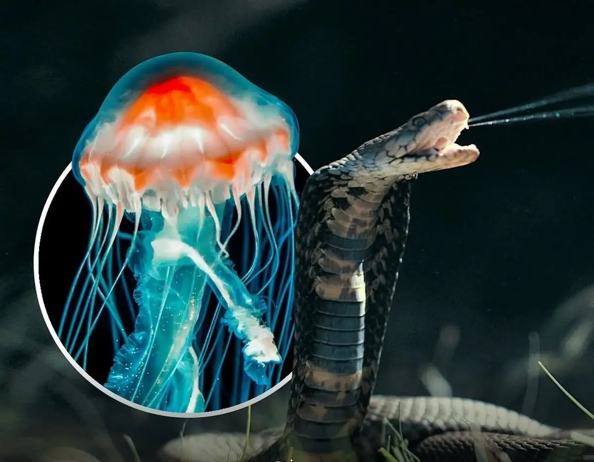 حیوانات کشنده؛ از این جانورها دوری کنید!