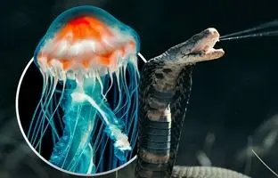 حیوانات کشنده؛ از این جانورها دوری کنید!