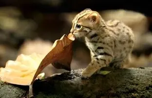 با کوچکترین گربه جهان آشنا شوید