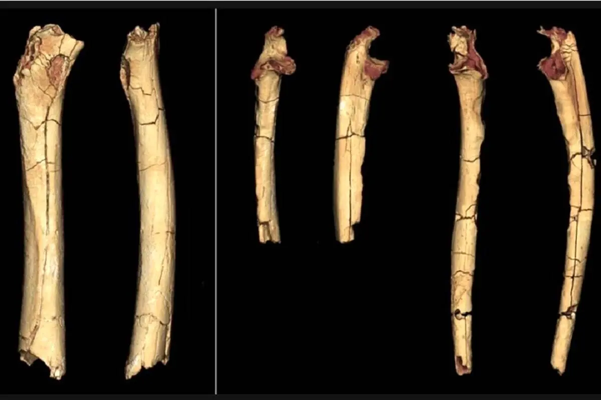 گونه ما از چه زمانی روی دو پا راه رفت؟