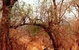 معمای توهم نوری؛ چیزی در این تصویر به شما خیره شده!
