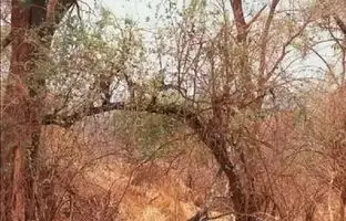 معمای توهم نوری؛ چیزی در این تصویر به شما خیره شده!