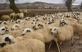 معمای تصویری: آیا می توانید یک بُز را در بین این همه گوسفند پیدا کنید؟