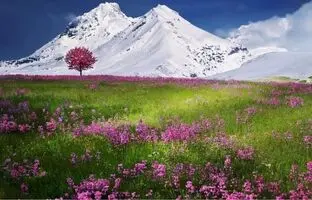 تست هوش تصویری: آیا می توانید پروانه را در این دشت زیبا پیدا کنید؟