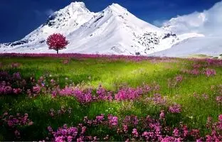 تست هوش تصویری: آیا می توانید پروانه را در این دشت زیبا پیدا کنید؟