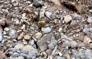 معمای چشم عقاب: فقط دو درصد افراد می توانند همه جوجه ها را ببینند!