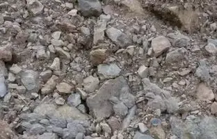 معمای چشم عقاب: فقط دو درصد افراد می توانند همه جوجه ها را ببینند!