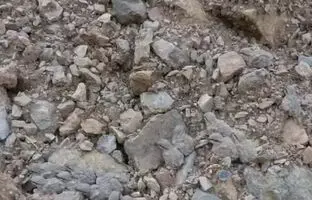معمای چشم عقاب: فقط دو درصد افراد می توانند همه جوجه ها را ببینند!